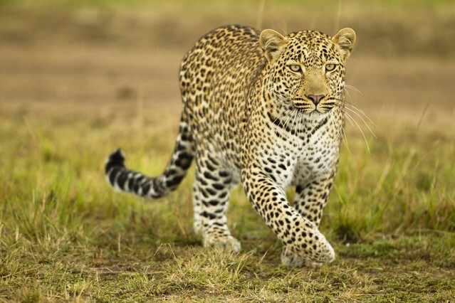 African Leopard, Panthera pardus, stalking or walking, Upper Mara, Masai Mara Game Reserve, Kenya, Africa